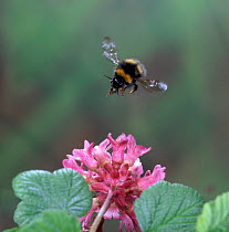 Meadow Bumble Bee (Bombus agrorum) visiting flowering currant {Ribes} UK.