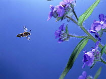 Mining bee (Colletes sp) flies to alkanet flowers. Surrey, UK.