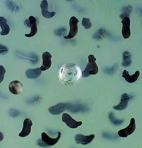 Air bubble trapped amongst Common Frogspawn (Rana temporaria) UK