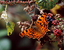 Comma Butterfly (Polygonia c-album) feeding on ripe blackberries, UK.
