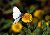 Green-veined White Butterfly (Pieris napi) feeding on Fleabane. Dorset, UK.