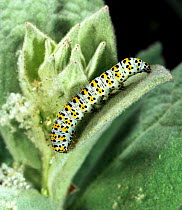 Mullein Moth caterpillar (Cucullia verbasci) on Great Mullein, Surrey, UK.