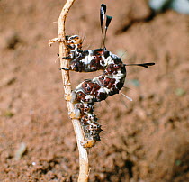 Caterpillar (unidentified) Kenya, Africa.