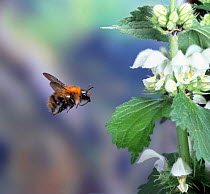 Common Carder Bee (Bombus pascuorum) visiting White Deadnettle. Surrey, UK