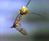 Anglers drake mayfly (Ephemera danica) emerging from skin of subadult, UK.