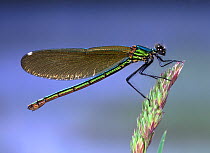 RF- Beautiful Demoiselle Damselfly (Calopteryx virgo) on cocksfoot grass, UK. (This image may be licensed either as rights managed or royalty free.)