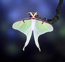 American Moon Moth (Actias luna) captive