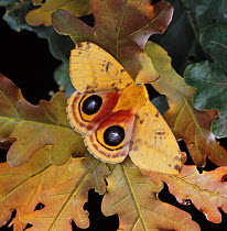Bullseye Moth (Automeris io) feigns death and displays eye markings. UK, captive.