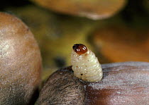 Nut Weevil (Curculio nucum) larva emerges from Hazelnut after feeding on the kernel, UK.