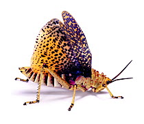 Lubber Grasshopper (Phymateus sp) defensive display, Namibia, captive