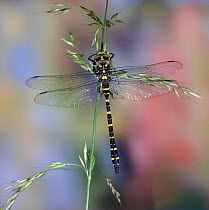 Golden-ringed Dragonfly (Cordulegaster boltonii) UK. Captive.