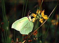 Brimstone Butterfly (Gonepteryx rhamni) female feeding on Birdsfoot Trefoil UK