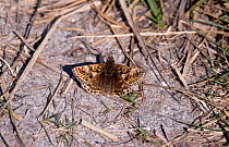 Dingy Skipper (Erynnis tages) basking on the ground. Dorset, UK.