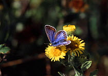 Common Blue Butterfly (Polyommatus icarus) female on Fleabane (Pulicaria dysenterica)