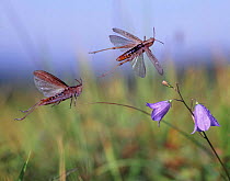 Common Field Grasshopper (Chorthippus brunneus) jumping. Digital composite, UK.