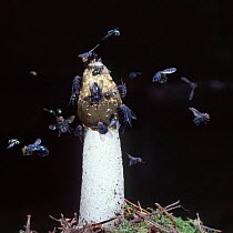 Common Stinkhorn fungus attracts flies that disperse spores. Digital composite, UK