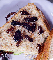 Oriental Cockroaches (Blatta blatta) feed on sandwich