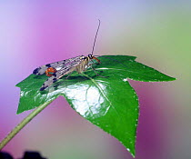 Scorpion Fly (Panorpa communis) male, Surrey, UK.