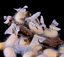 Mulberry Silk Moths (Bombyx mori) emerging from their cocoon