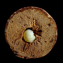 Larva of Oak Marble Gall wasp (Andricus kollari) in gall, cross-section, UK.