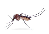 Mosquito (Culex pipiens) female