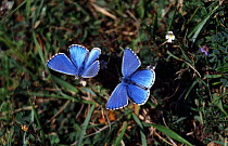 Adonis Blue Butterflies (Polyommatus bellargus) on Eyebright. Digital composite, UK