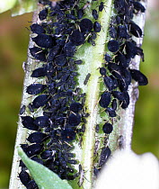 Black Bean Aphids (Aphis fabae) on a Broad bean stem. Surrey, UK.