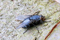 Bluebottle Fly on bark (Calliphora erythrocephala) UK