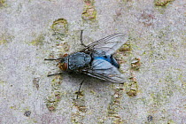 Bluebottle Fly on bark (Calliphora erythrocephala) UK