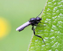 St Mark's Fly (Bibio marci) male resting on leaf, UK.