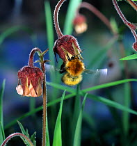 Moss Carder Bee (Bombus muscorum) leaving Water Avens (Geum rivale) flower, UK.