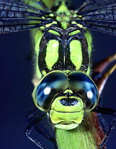 Southern Hawker Dragonfly (Aeshna cyanea) male. Close-up of eyes. UK. Captive.