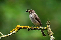 Spotted Flycatcher (Muscicapa striata) with beetle prey, UK.