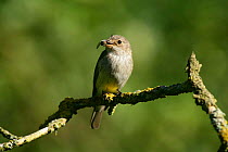 Spotted Flycatcher (Muscicapa striata) with Horse Fly (Tabanus distinguendus)