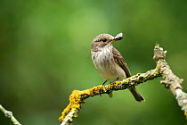 Spotted Flycatcher (Muscicapa striata) with Red-necked Footman Moth, UK
