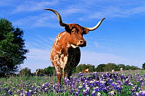 Texas longhorn cow {Bos taurus} in lupin meadow, Texas, USA.