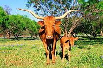 Texas longhorn cow + calf {Bos taurus} Texas, USA.