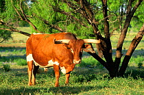 Texas longhorn bull {Bos taurus} Texas, USA.