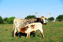 Texas longhorn cow suckling calf {Bos taurus} Texas, USA.