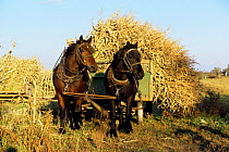 Horse drawn cart bringing in the harvest on an Amish Farm, Wisconsin, USA.