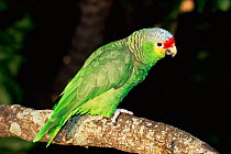 Red lored / Yellow cheeked amazon parrot {Amazona autumnalis} captive