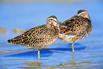 Long-billed dowitchers roosting {Limnodromus scolopaceus} Florida, USA.