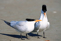 Royal terns {Thalasseus maximus} Florida, USA.