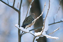 Mourning dove {Zenaida macroura} perched in snow, USA.