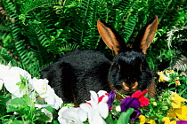 Tan domestic rabbit {Oryctolagus sp} USA.