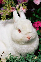 Netherland dwarf domestic rabbit {Oryctolagus sp} USA.