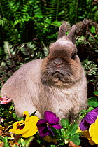 Netherland dwarf domestic rabbit {Oryctolagus sp} USA.