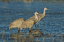 Sandhill cranes {Grus canadensis} Florida, USA.