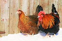 Red Dorking domestic chicken cock and hen {Gallus gallus domesticus} in snow, Iowa, USA.