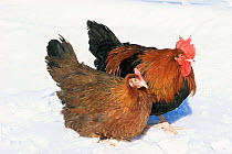 Red Dorking domestic chicken hen and cock {Gallus g domesticus} in snow, Iowa, USA.